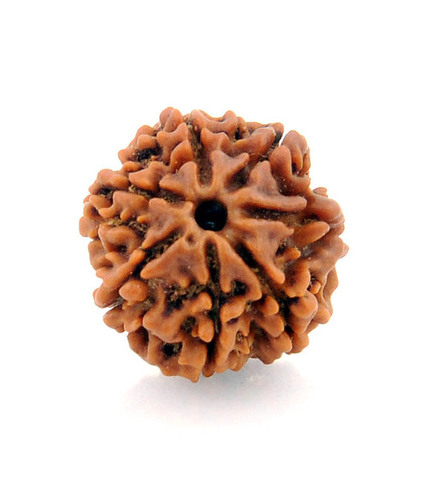 7 Mukhi Rudraksha