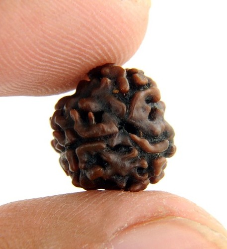 Certified 7 Mukhi Certified Rudraksha In Bangalore
