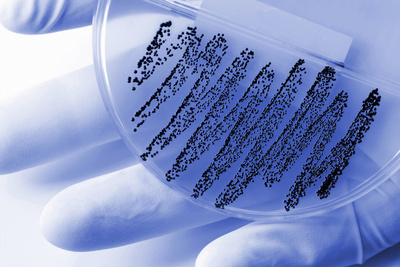 Microbiological Analysis Of Food