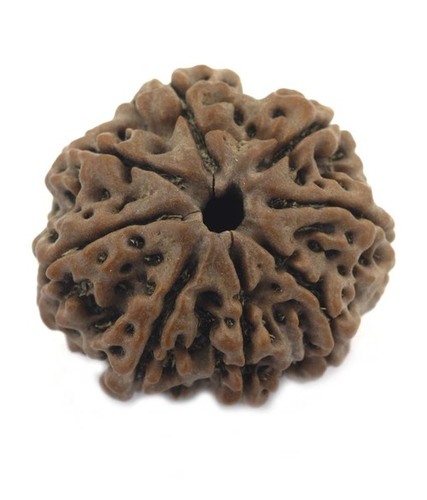 8 Mukhi Rudraksha