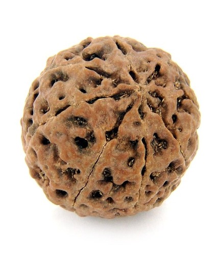 8 Mukhi Rudraksha