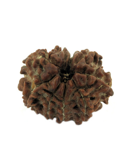 9 Mukhi Rudraksha