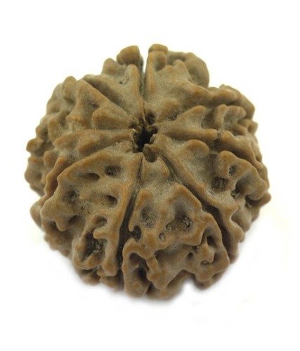 Cheapest 9 Mukhi Rudraksha