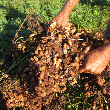 Peanuts Plant