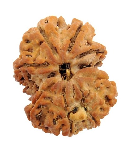 Natural 9 Mukhi Joint Rudraksha Bead - Seed, 26.62x20.25x18.39 mm, Brown | Spiritual Wear, Fearlessness, Confidence, Protection
