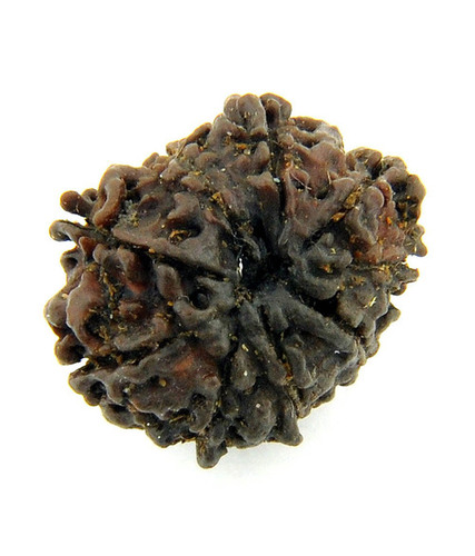 9 Mukhi Rudraksha