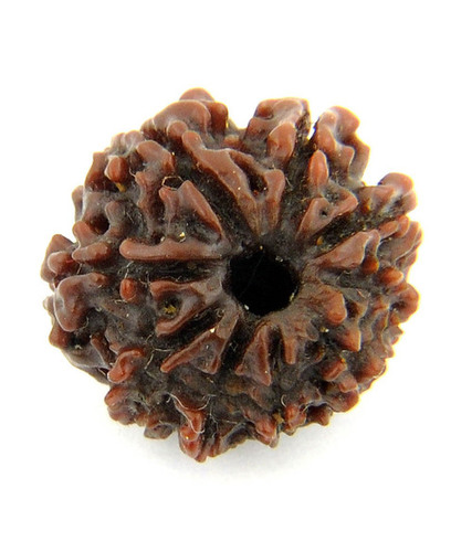 9 Mukhi Rudraksha