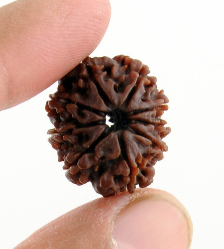 9 Mukhi Rudraksha