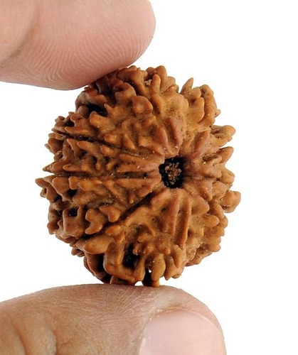 9 Mukhi Rudraksha