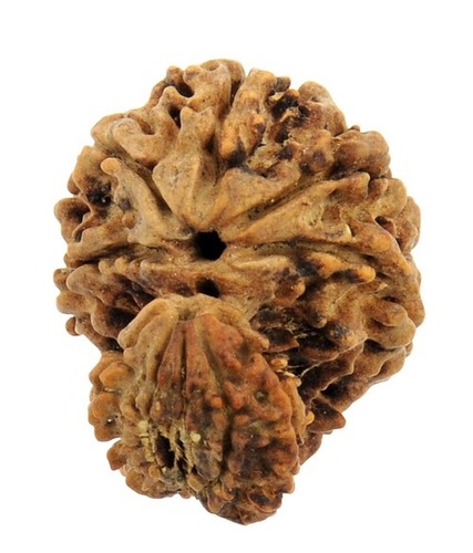 10 Mukhi Rudraksha