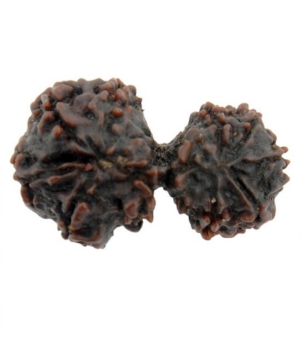 Natural 10 Mukhi Gauri Shankar Rudraksha In Bangalore