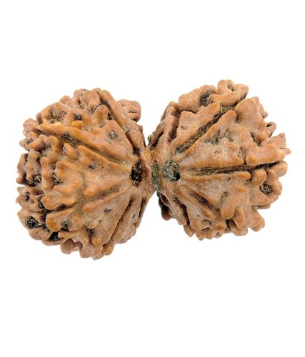 10 Mukhi Rudraksha