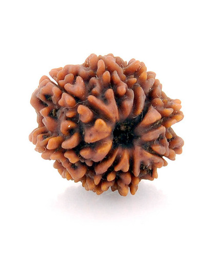 Nepal 10 Mukhi Vishnu Rudraksha