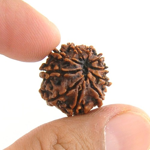 Certified Nepal 10 Mukhi Rudraksha Bead- 19MM