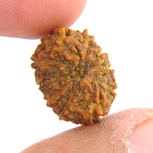 IGL Certified Ten Mukhi Rudraksha From Java