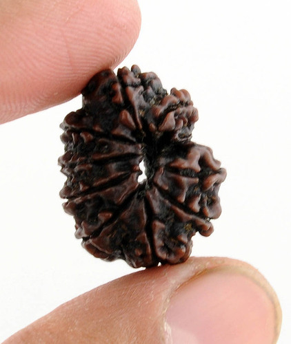 Ten Faced Rudraksha for Wearing & Usage - Oval 23.17x18.86x16.14mm, 2.27g, Natural | Spiritual Protection, Positive Energy, Prosperity