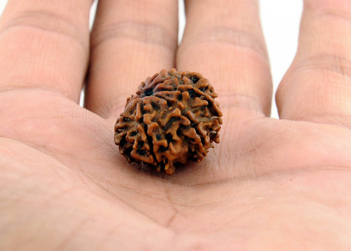 10 Mukhi Rudraksha