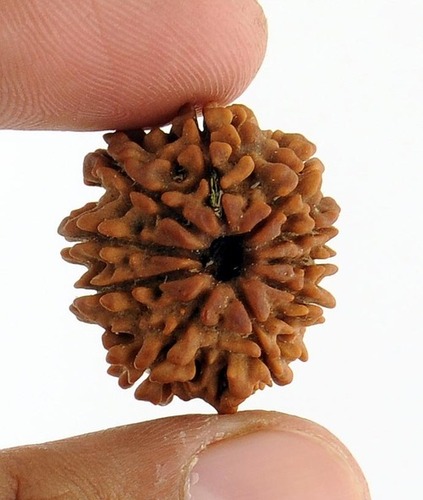 Holy 10 Mukhi Rudraksha Bead-Seed from Nepal - 25x23x18 mm Natural | Spiritual Protection, Prosperity Boost, Stress Relief