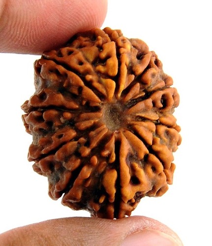 10 Mukhi Rudraksha