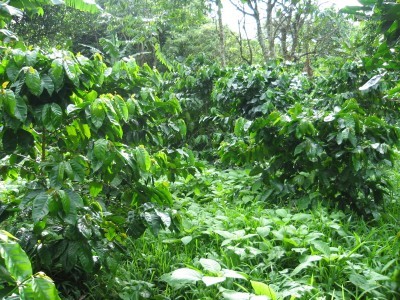 Organic Coffee
