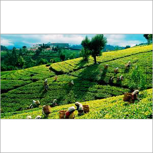 Organic Tea