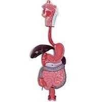 Human Digestive System - Small Size Model | Anatomically Accurate Design, Educational Tool