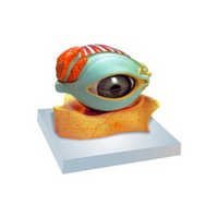 Human Eye With Lid - Automation Grade: Manual