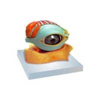 human eye with lid