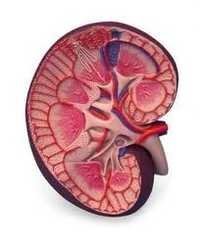 human kidney section
