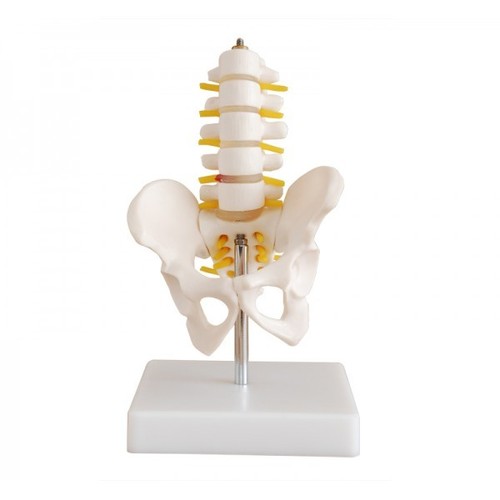Half-Size Pelvis with 5pcs Lumbar Vertebrae - PVC Material, On Stand | Hip Bone, Sacrum with Coccyx, 5 Lumbar Vertebrae