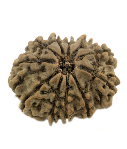 Buy Eleven Mukhi Holy Rudraksha Seeds Online