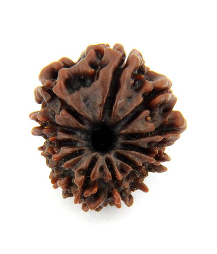11 Face Mukhi Certified Rudraksha From Nepal