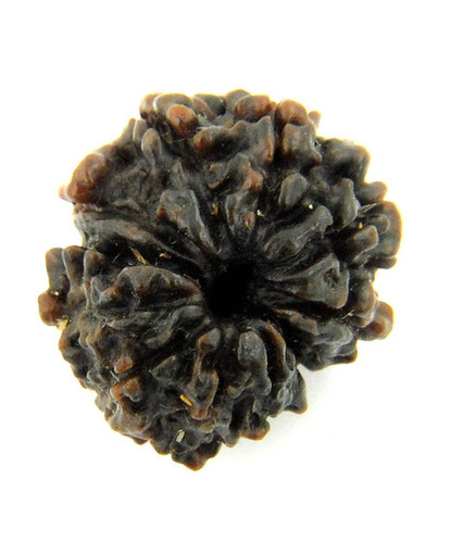 11-12 Mukhi Rudraksha
