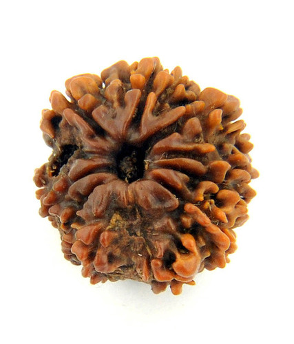 11-12 Mukhi Rudraksha