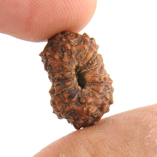 Certified 12 Mukhi Rudraksha Bead From Java