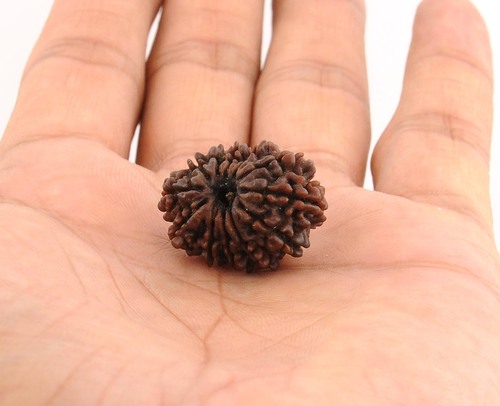 भारत में प्रमाणित बारह मुखी नेपाली रुद्राक्ष