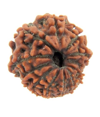 Certified Twelve Mukhi Nepali Rudraksh In Kolkata