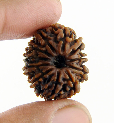 Certified Gyarah Mukhi Rudraksha - 22.86x20.01x15.74mm, 2.86gms | 11 Mukhi, Nepal Origin, Spiritual Protection, Meditation Aid