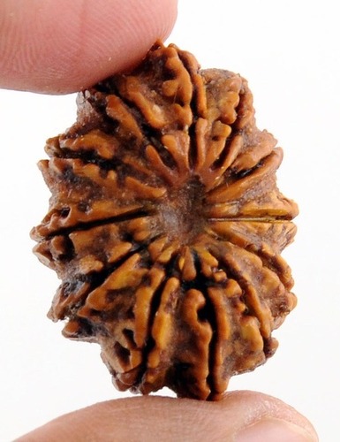 12 Mukhi Large Size Nepali Certified Rudraksha