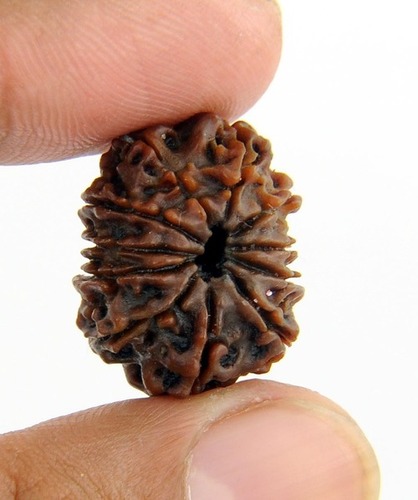 Very Powerful 11 Mukhi Rudraksha
