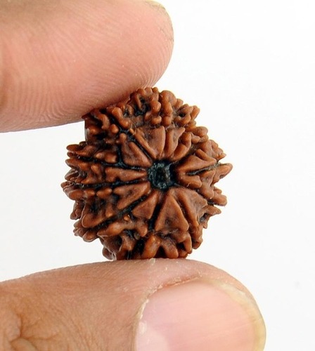 Buy Online Eleven Mukhi Rudraksha In Kolkata