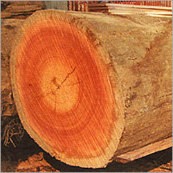 Red Meranti Log