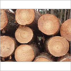 Pine Wood
