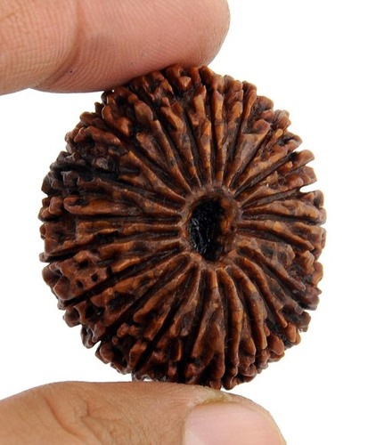 21 Mukhi Rudraksha