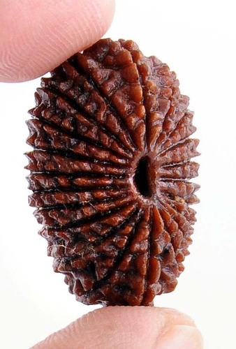 21 Mukhi Certified Rudraksha