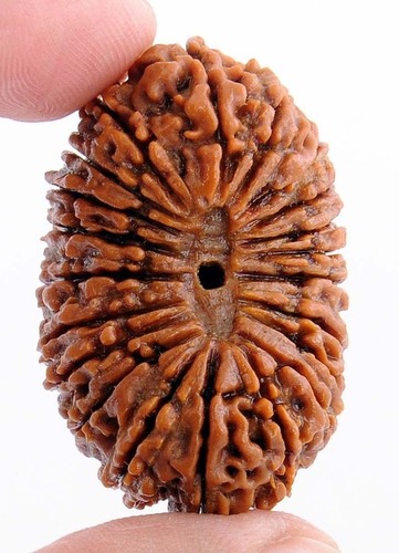 21 Mukhi Rudraksha