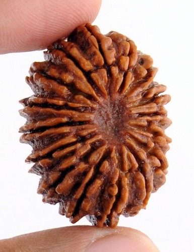 16 Mukhi Rudraksha