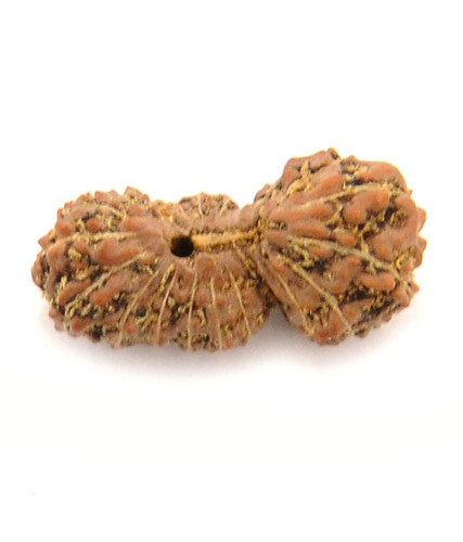 20 Mukhi Natural Gauri Shankar Rudraksha In Punjab