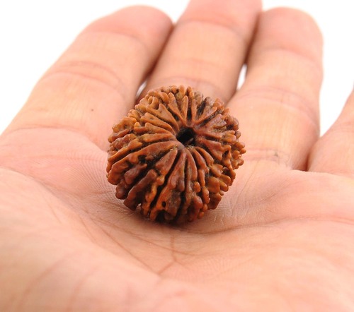 17 Mukhi Rudraksha From Nepal In India