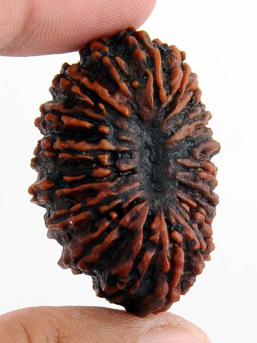 16-20 Mukhi Rudraksha